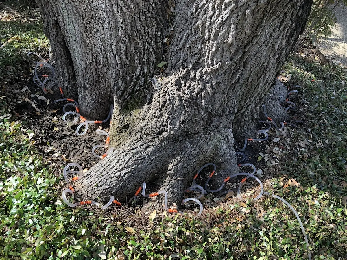 Detailed Tree Cabling and Bracing job site in Shelby