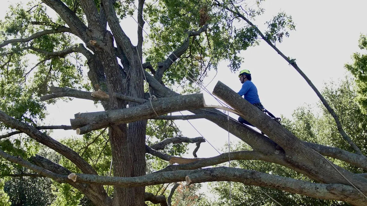 Professional Hazardous Tree Removal performed by certified arborists in Shelby