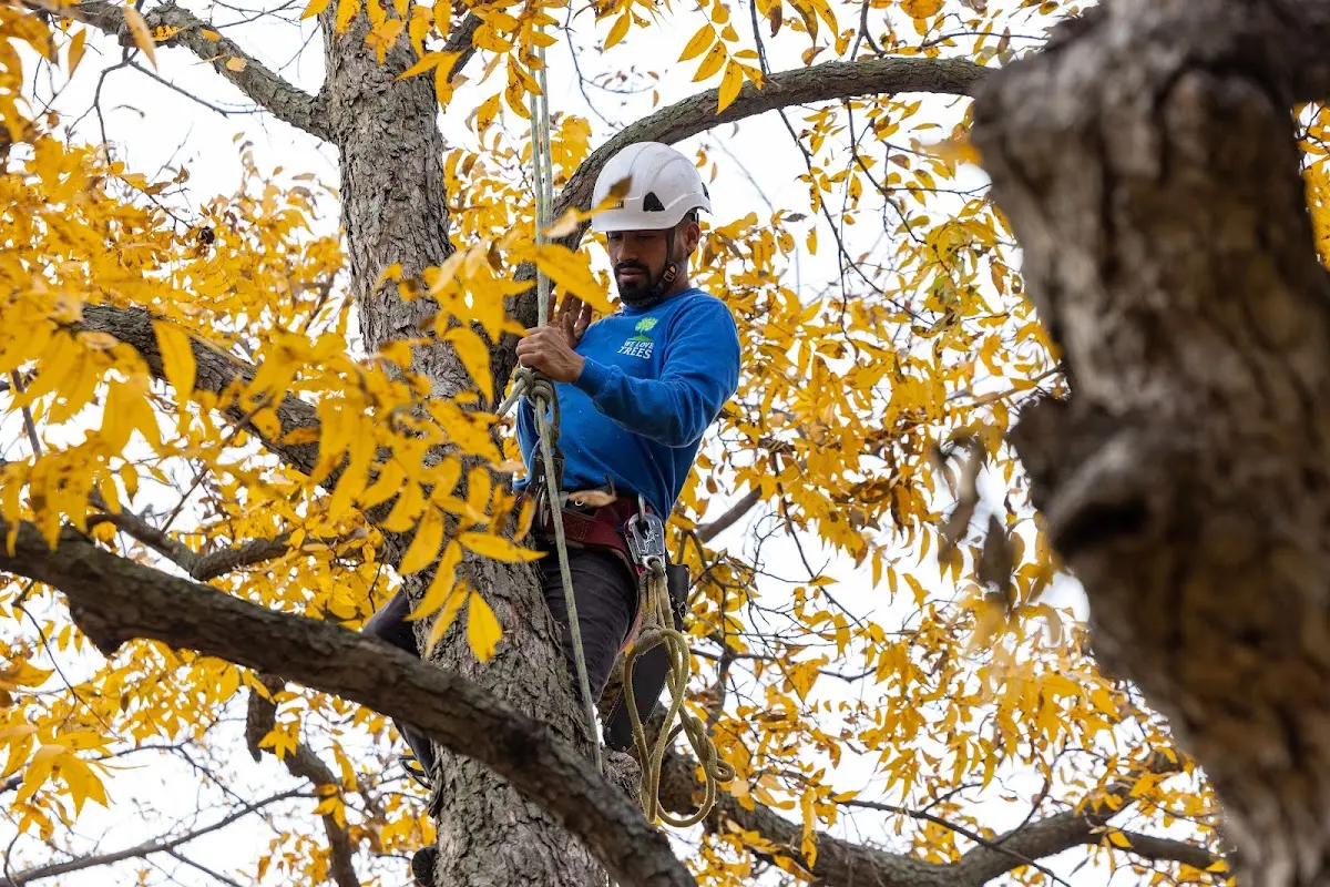 Skilled Tree Transplanting crew working in Shelby